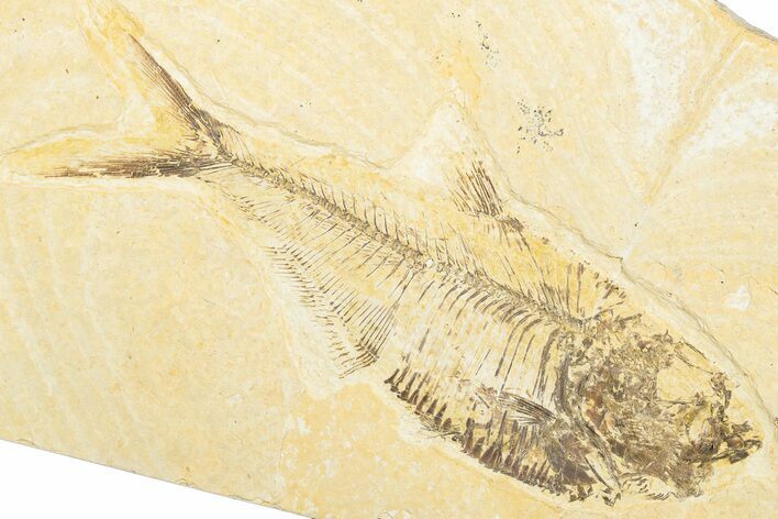 Bargain, Fossil Fish (Diplomystus) - Wyoming #346951